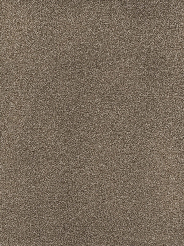 Dreamweaver Carpet Montauk Cocoa Carpet 2560_550