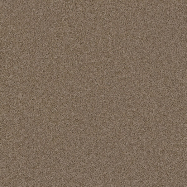 Dreamweaver Carpet Broadcast Plus Doeskin Carpet 3125_530