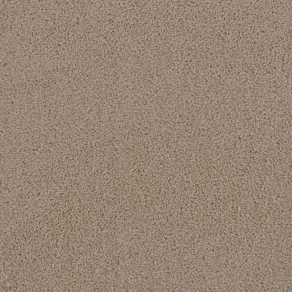 Dreamweaver Carpet First Step Doeskin Carpet 4160_530