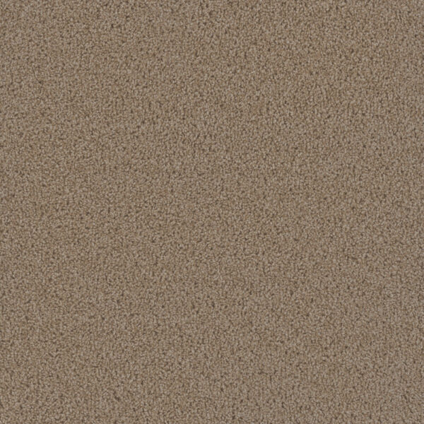 Dreamweaver Carpet First Step Sawgrass Carpet 4160_701