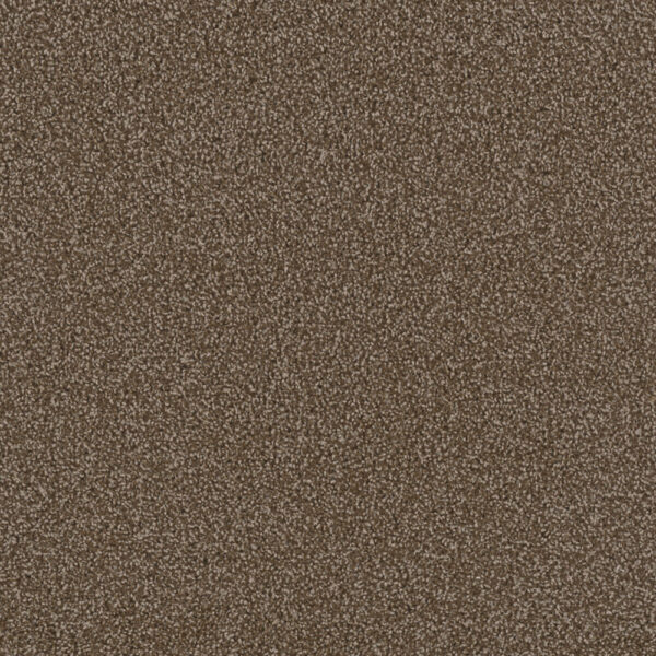 Dreamweaver Carpet First Step Chocolate Carpet 4160_812