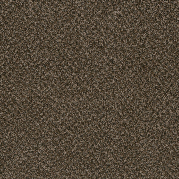 Dreamweaver Carpet Toast Of The Town Black & Tan Carpet 5315_900